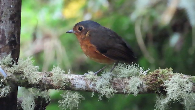 Slate-crowned Antpitta - ML622185642