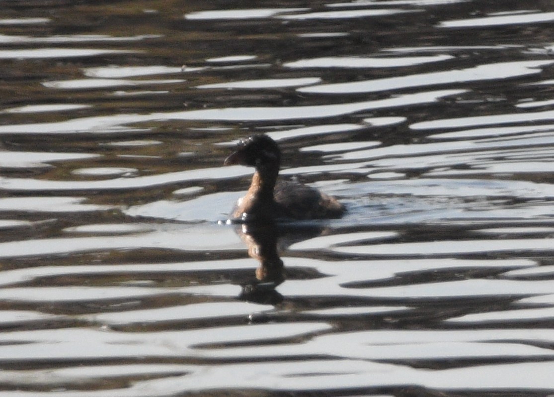 Pied-billed Grebe - ML622185668