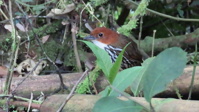 Chestnut-crowned Antpitta - ML622185686