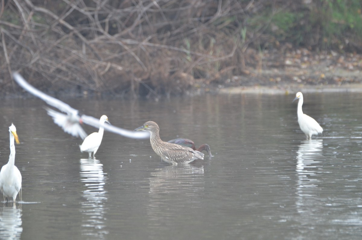 Black-crowned Night Heron - ML622185691