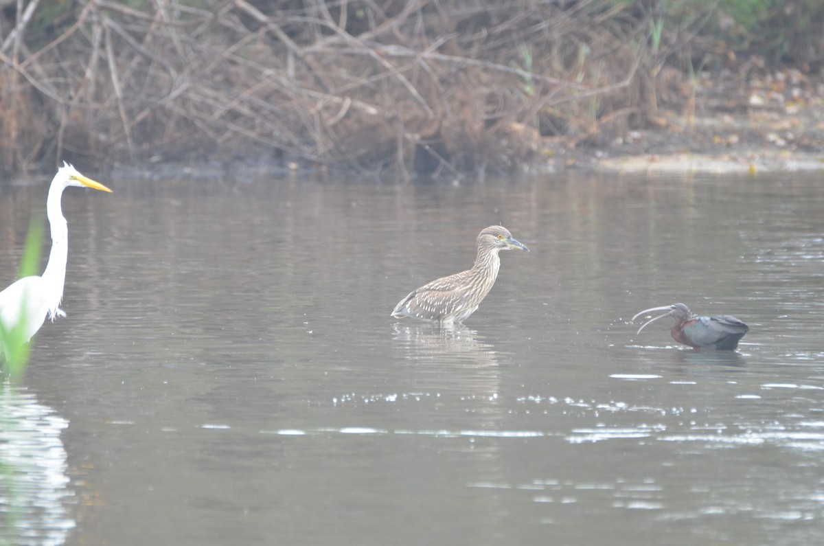 Black-crowned Night Heron - ML622185692