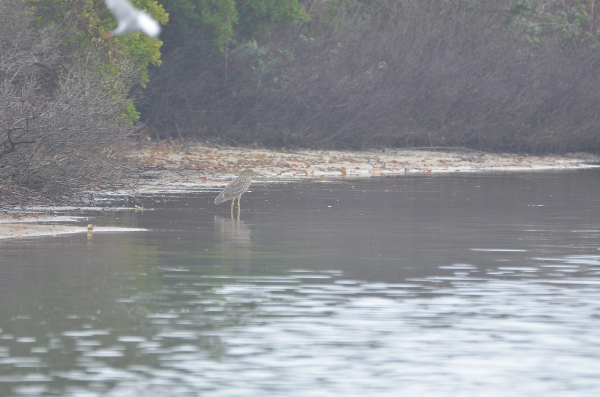 Black-crowned Night Heron - ML622185693