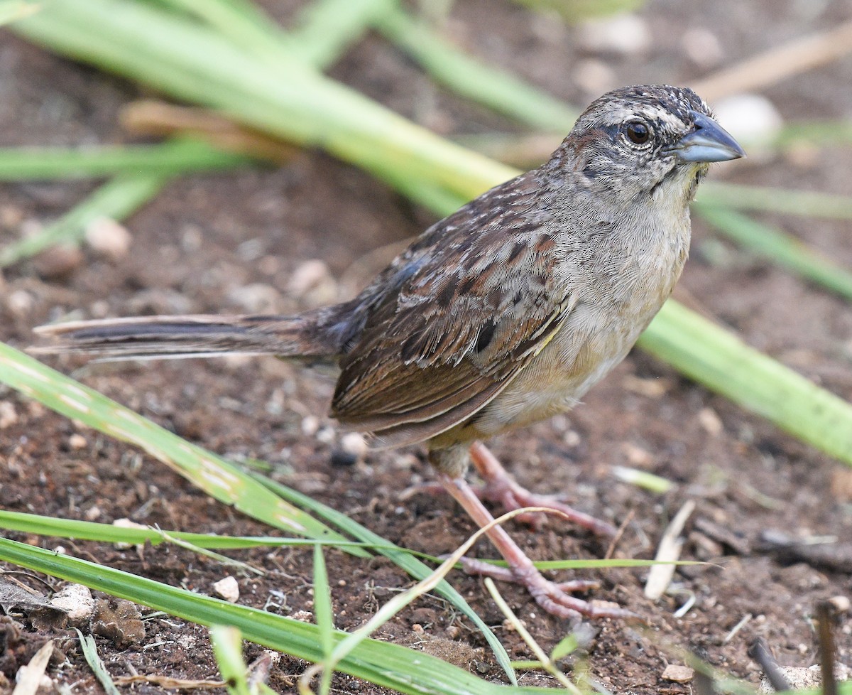 Botteri's Sparrow - ML622185725