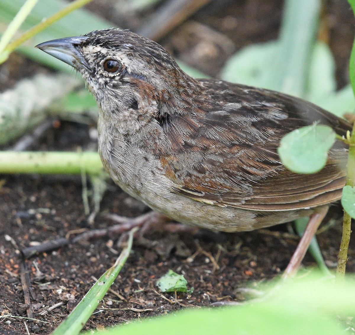 Чінголо блідий - ML622185726