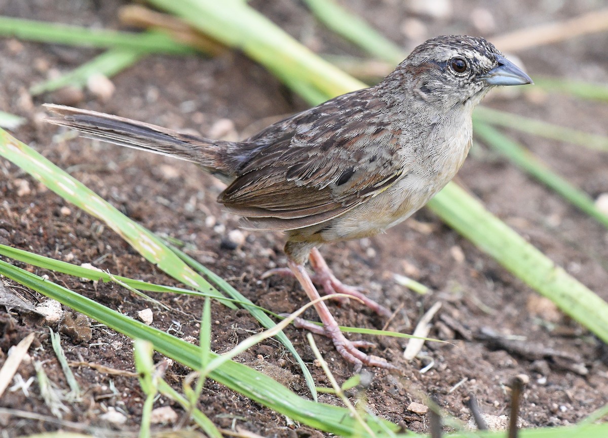 Botteri's Sparrow - ML622185727