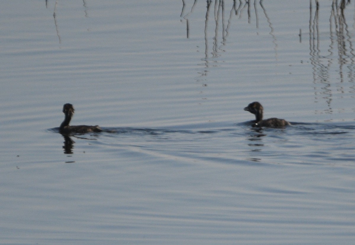 Pied-billed Grebe - ML622185746