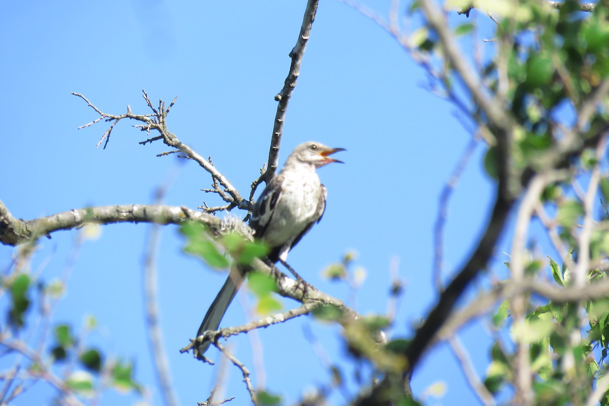 Northern Mockingbird - ML622185775