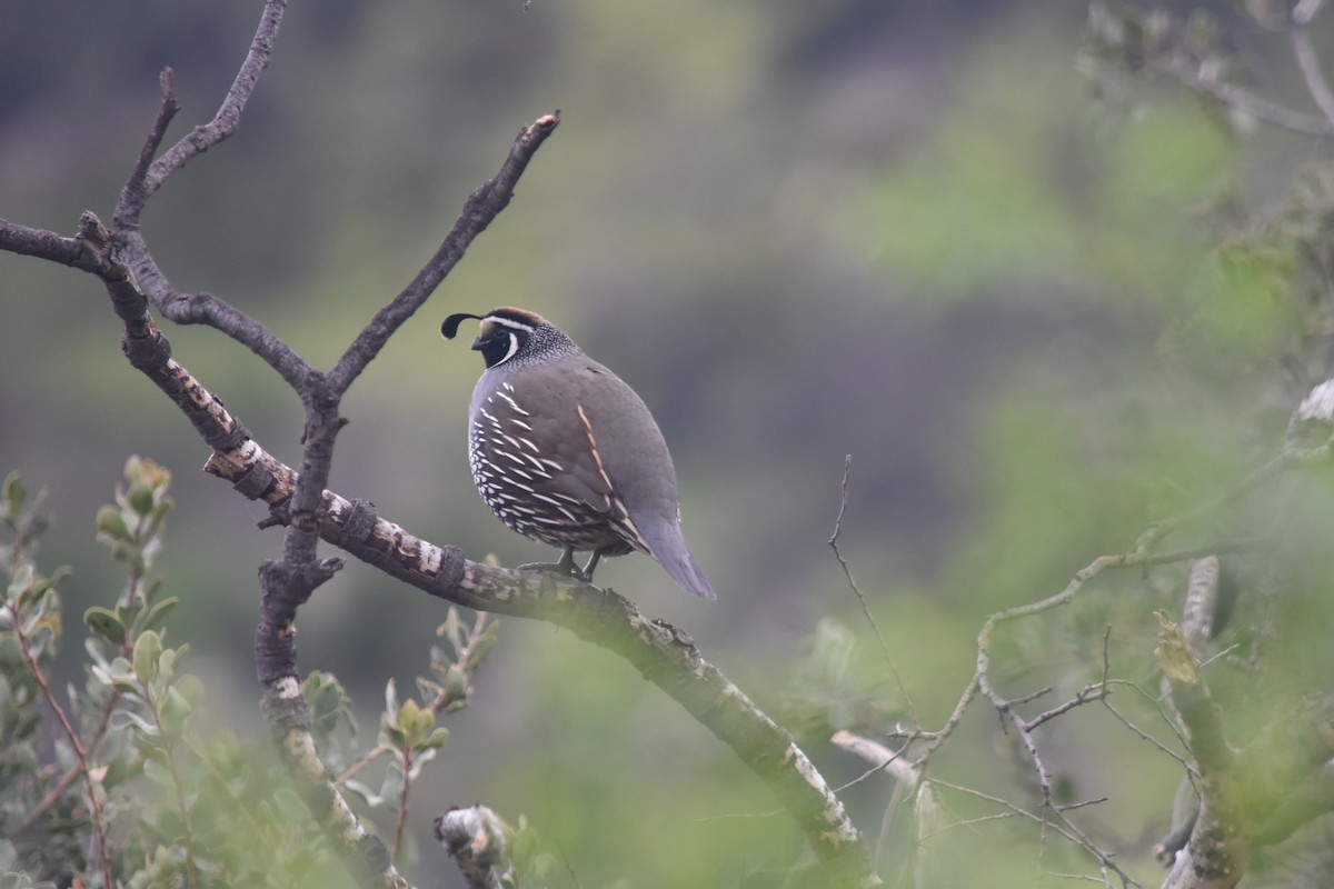 California Quail - ML622185776