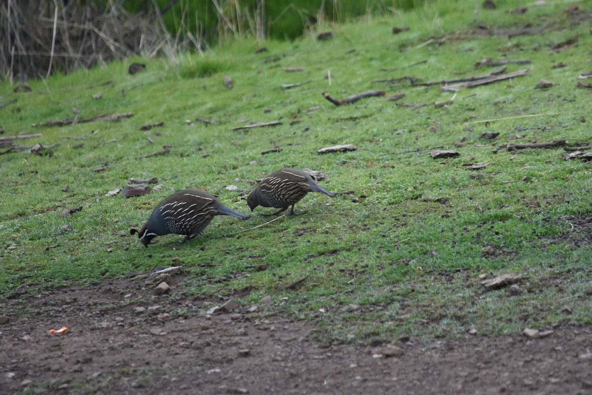 California Quail - ML622185786