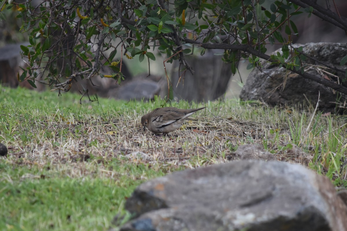 Picui Ground Dove - ML622185802