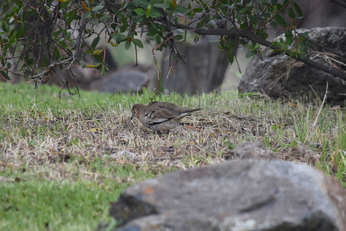 Picui Ground Dove - ML622185803