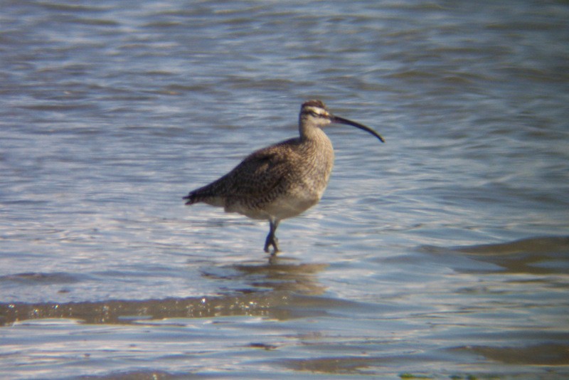 Whimbrel - Jeff Harding