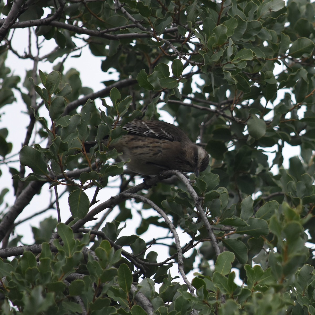 Chilean Mockingbird - ML622185817