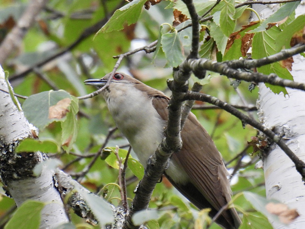 Black-billed Cuckoo - Jeanne Tucker