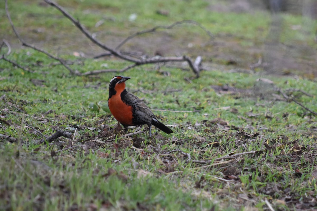 Long-tailed Meadowlark - ML622185834