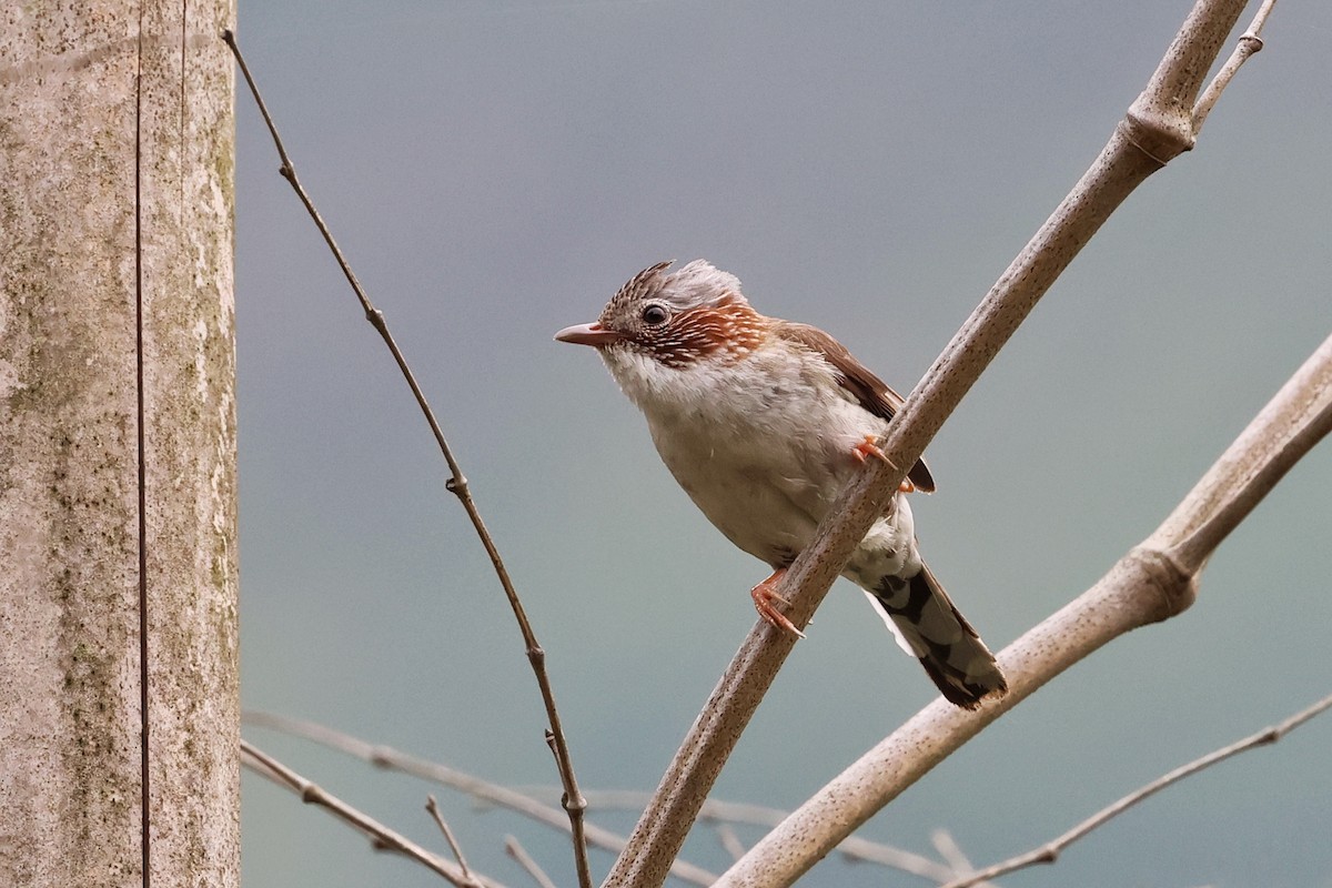 Indochinese Yuhina - Cheng Qian