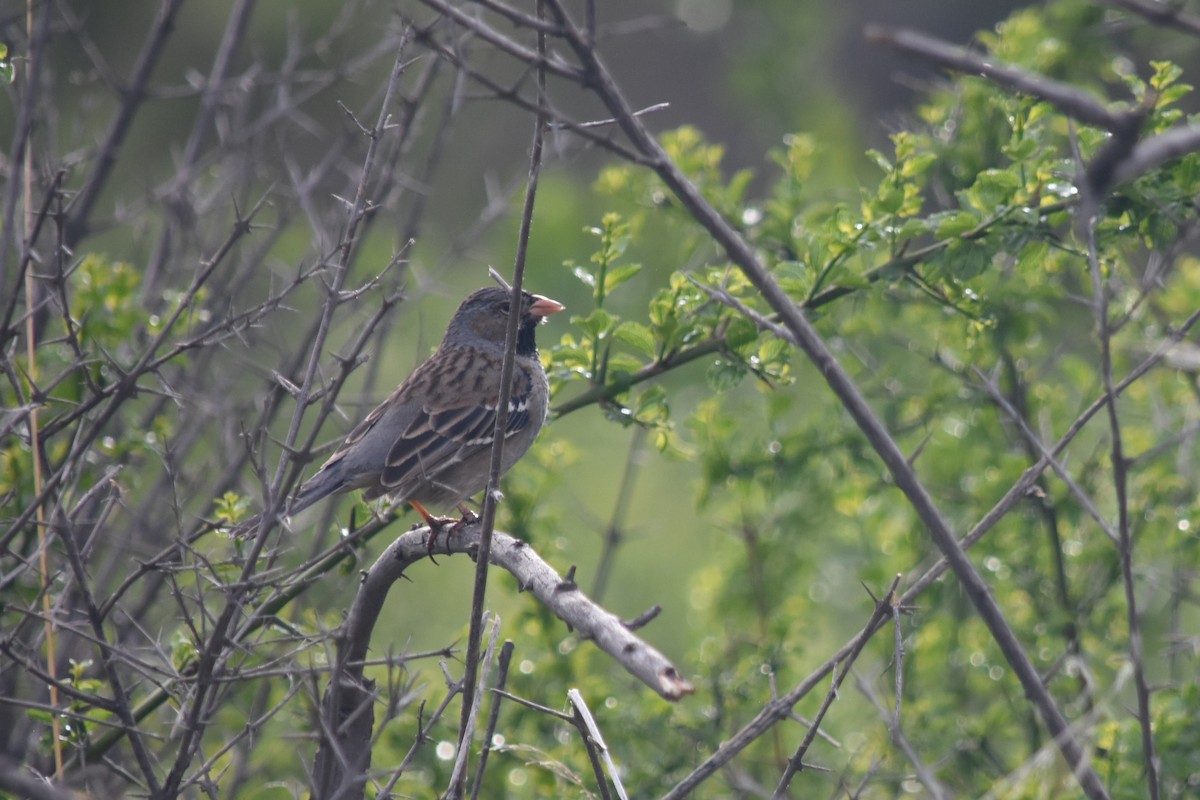 Mourning Sierra Finch - ML622185839