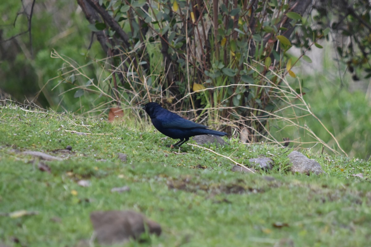 Shiny Cowbird - ML622185845