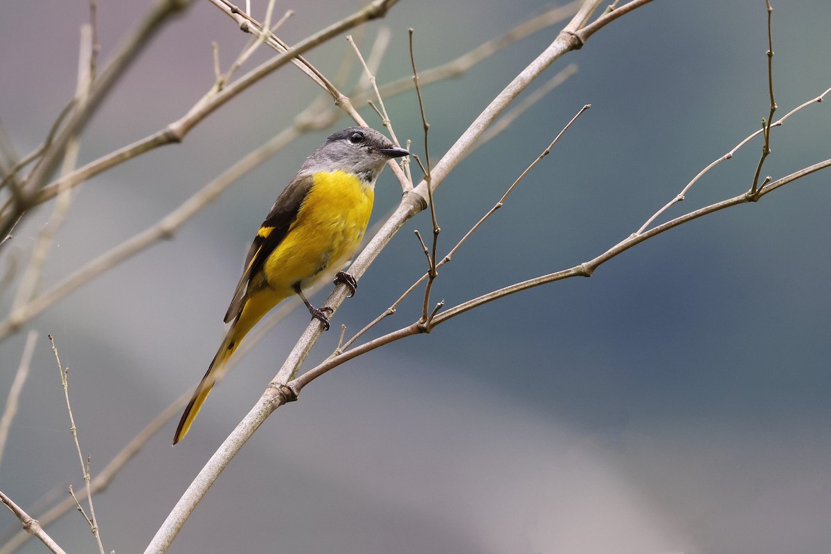 Gri Yanaklı Minivet [solaris grubu] - ML622185858