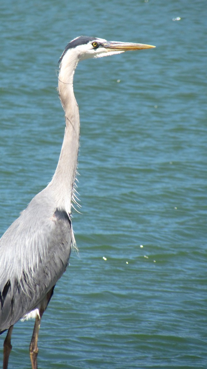 オオアオサギ - ML622185865