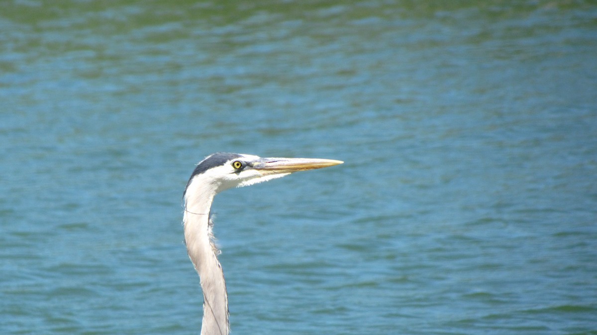 オオアオサギ - ML622185866