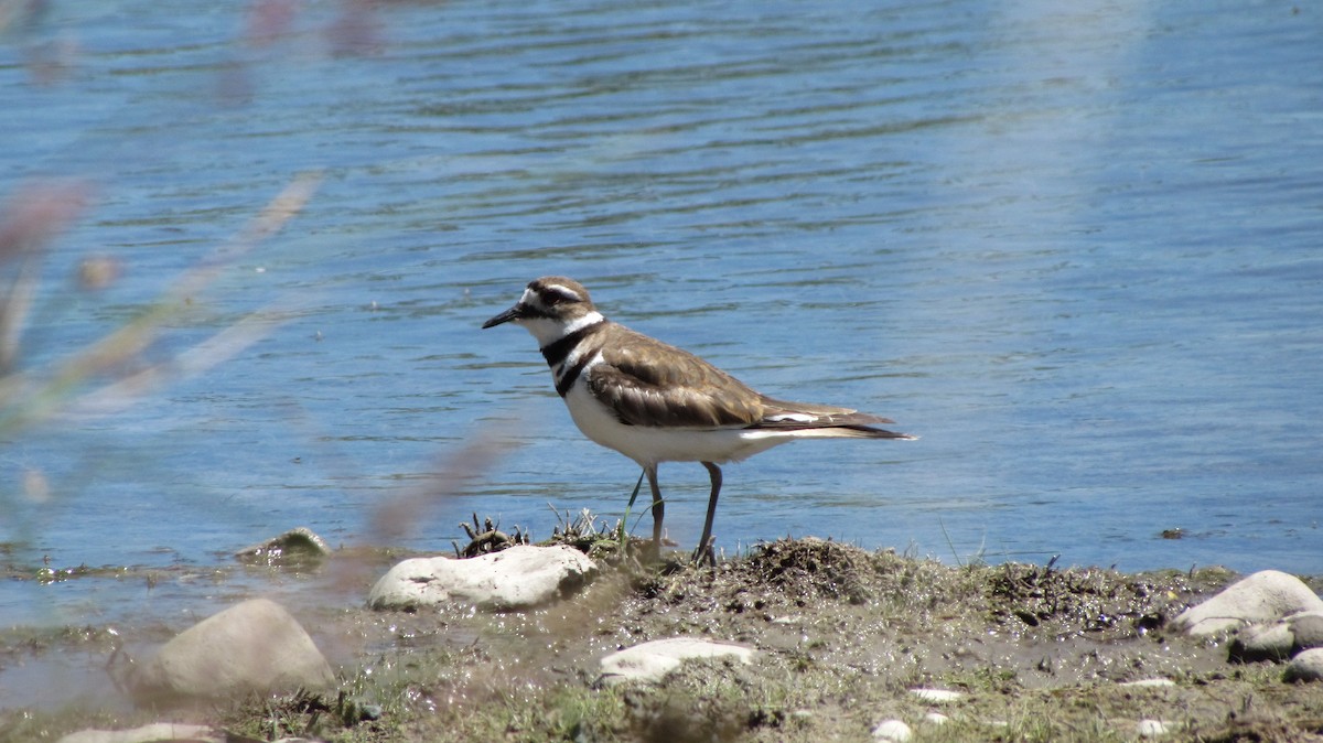 Killdeer - Andrew Bishop