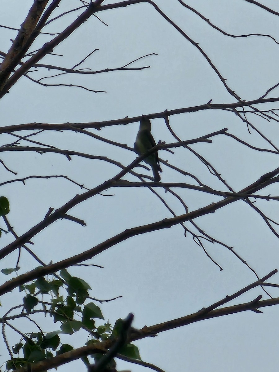 Olive-sided Flycatcher - Peter Olsoy