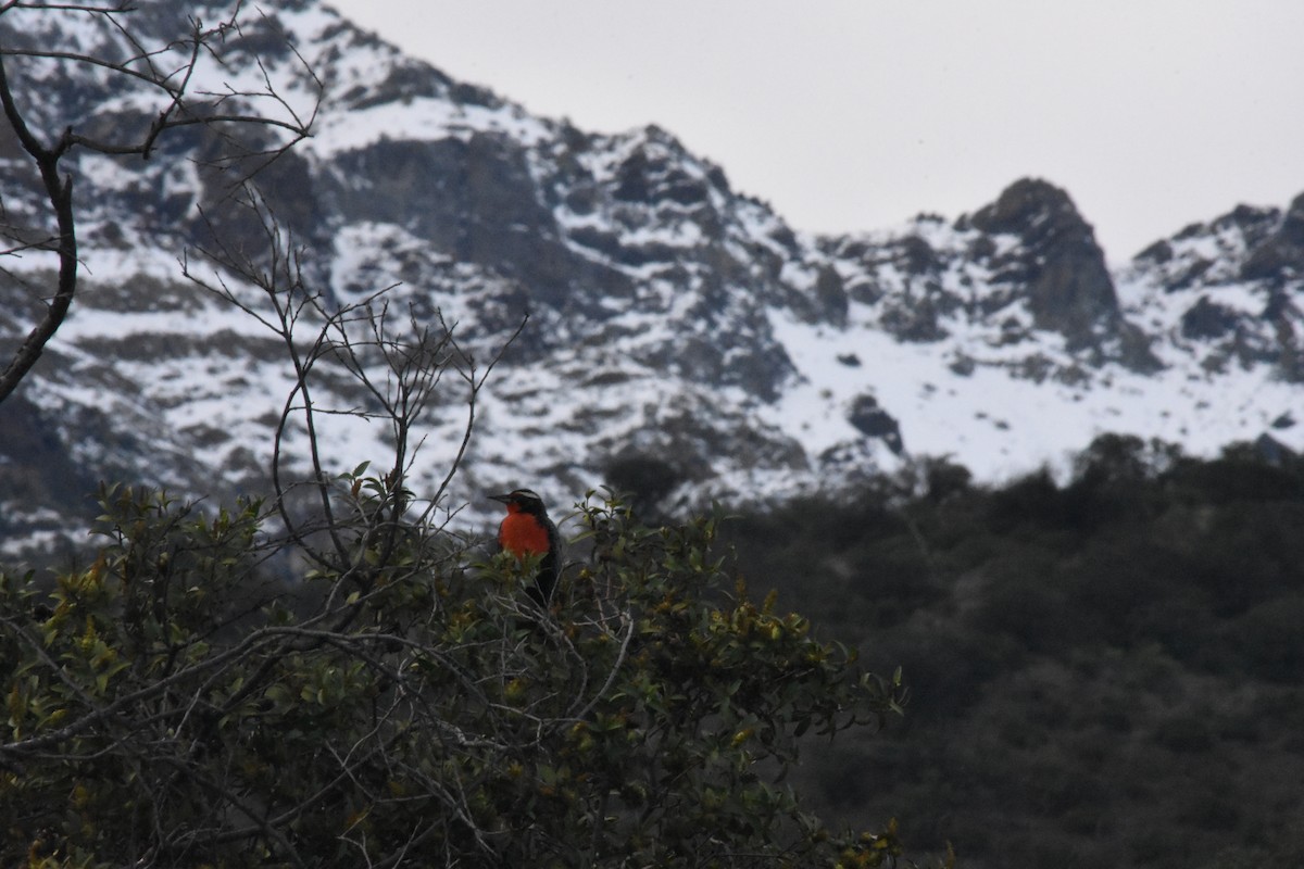 Long-tailed Meadowlark - ML622185877