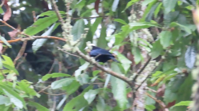 White-capped Tanager - ML622185902