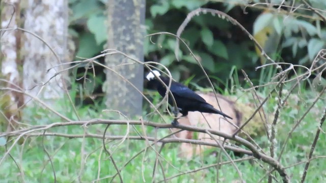 White-capped Tanager - ML622185906