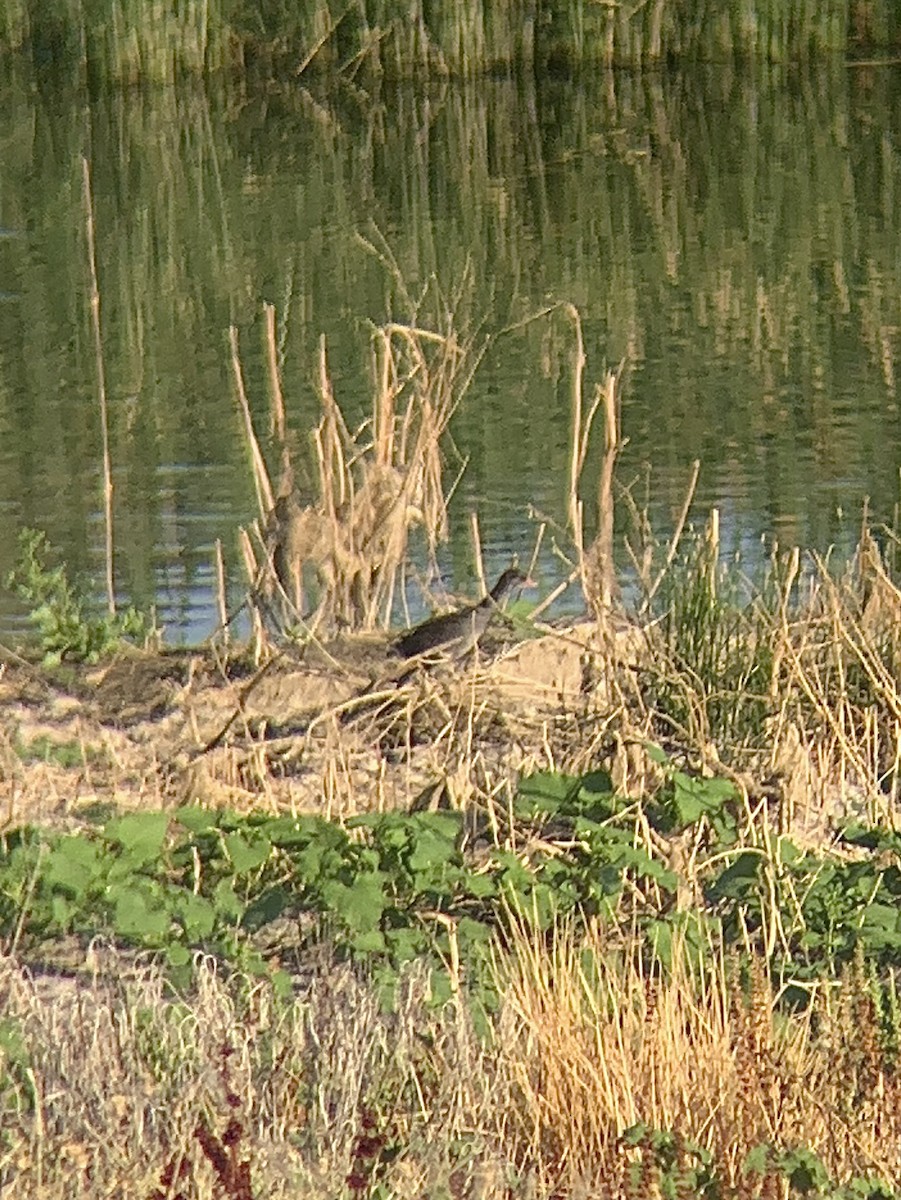 ML622185908 - Common Gallinule - Macaulay Library