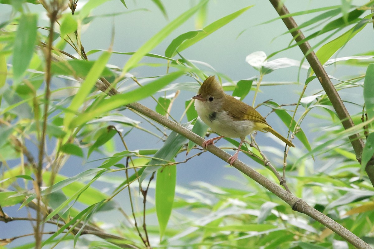 White-bellied Erpornis - ML622185912