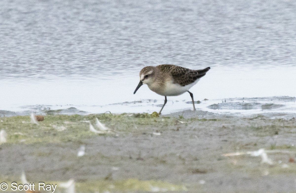 Semipalmated Sandpiper - ML622185933