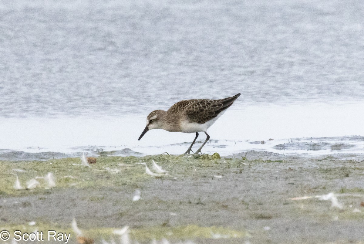 Semipalmated Sandpiper - ML622185935