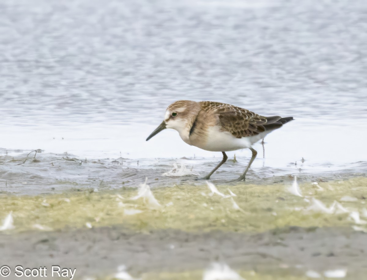 Semipalmated Sandpiper - ML622185936