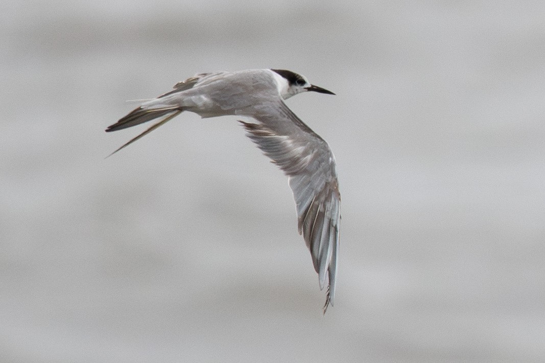 eBird Checklist - 4 Aug 2024 - Sassoon Dock - 4 species