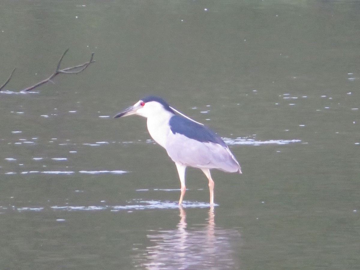 Black-crowned Night Heron - ML622185989