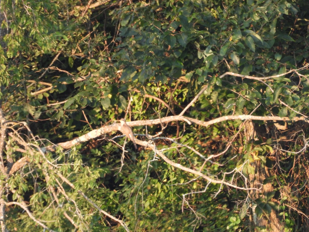 Yellow-billed Cuckoo - ML622185998