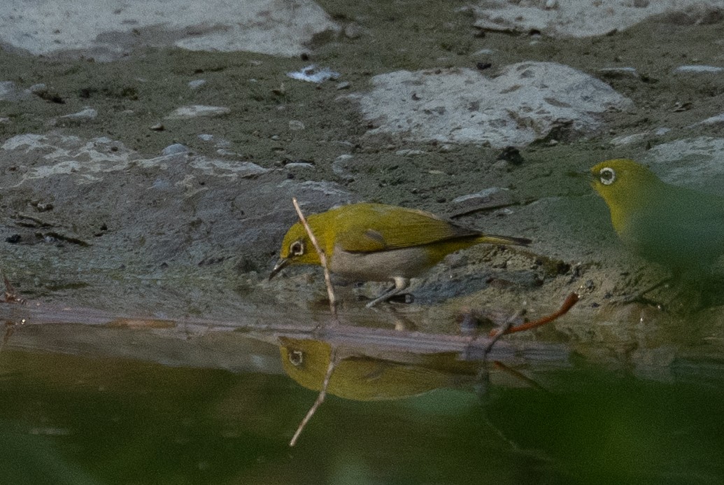 Indian White-eye - Pranav Pula