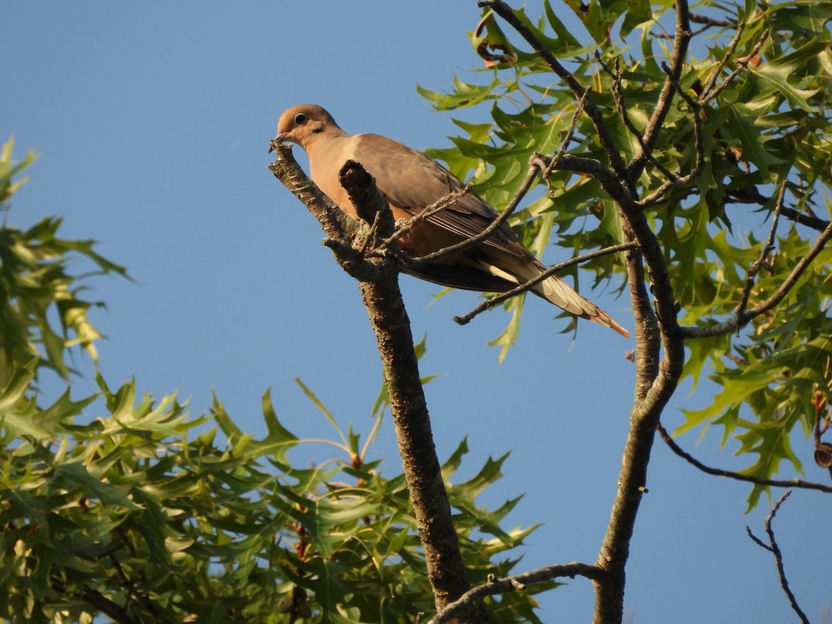 Mourning Dove - ML622186021