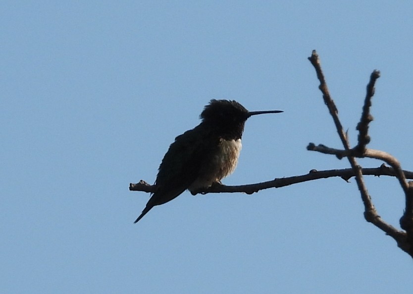 Ruby-throated Hummingbird - ML622186027