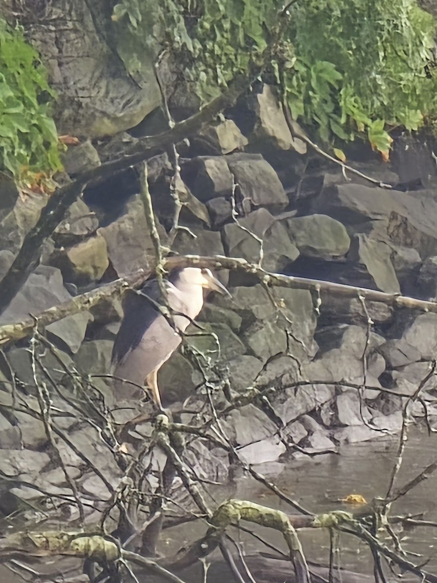 Black-crowned Night Heron - ML622186041