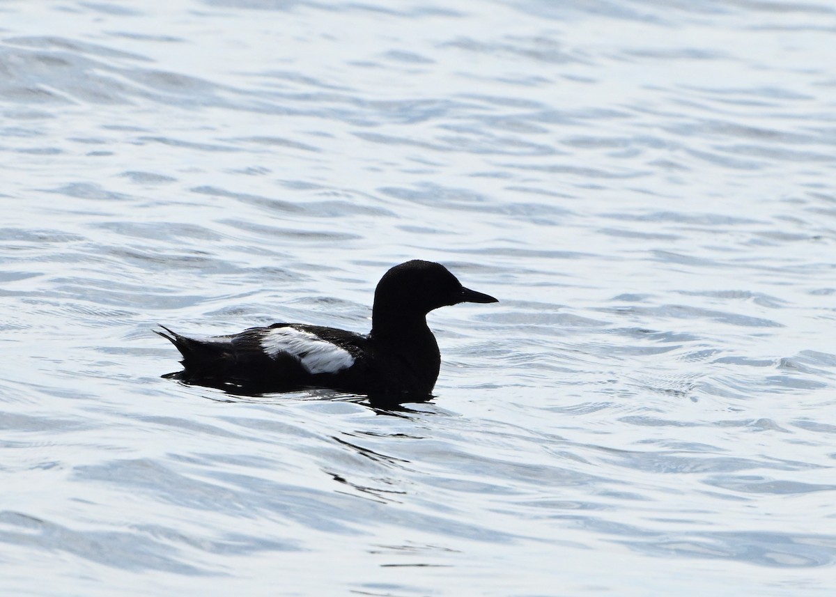 Black Guillemot - ML622186048