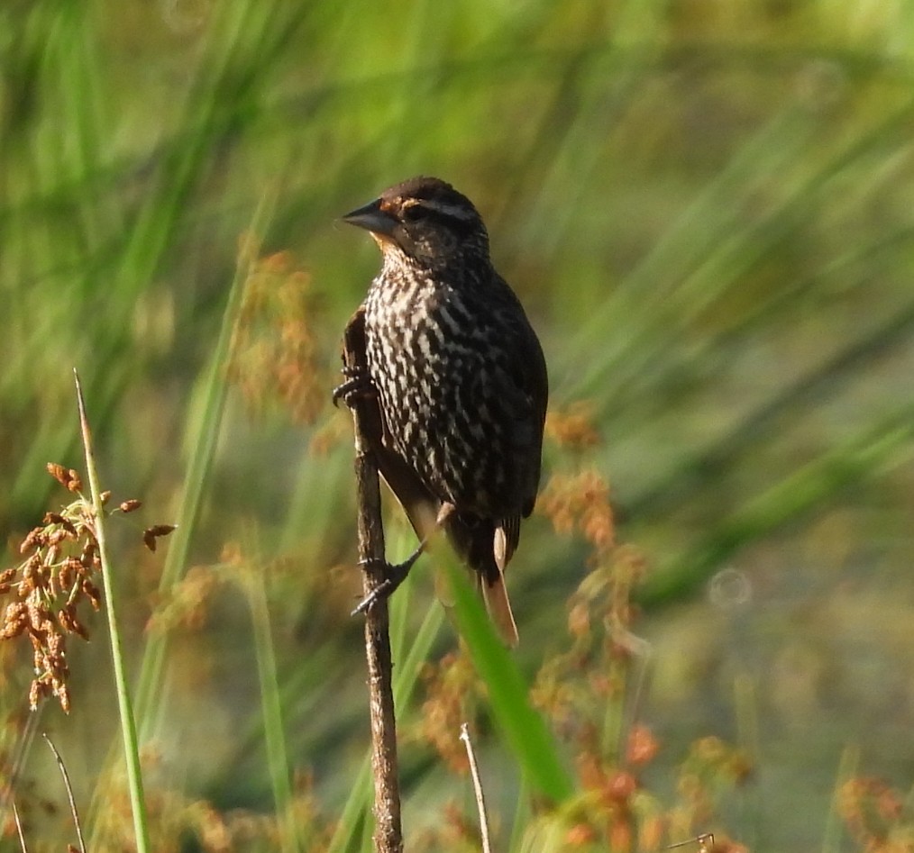 Red-winged Blackbird - ML622186069