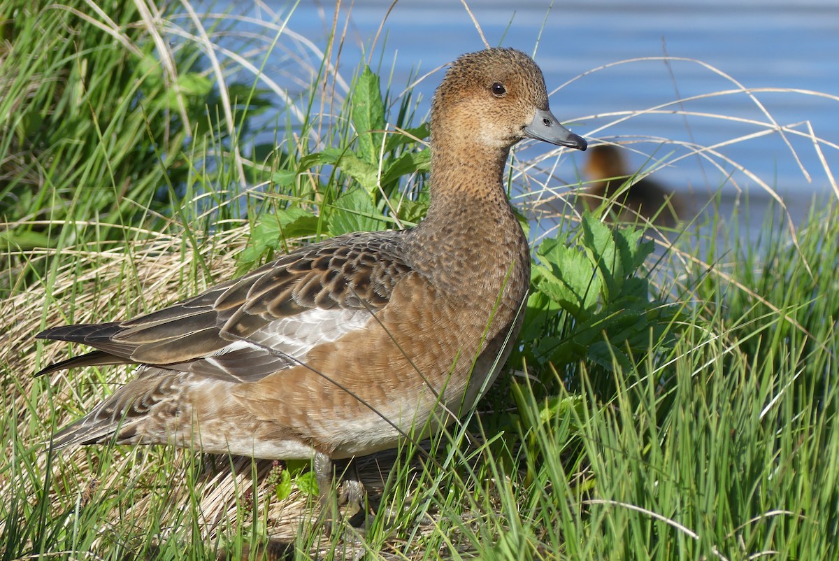 Eurasian Wigeon - ML62218611