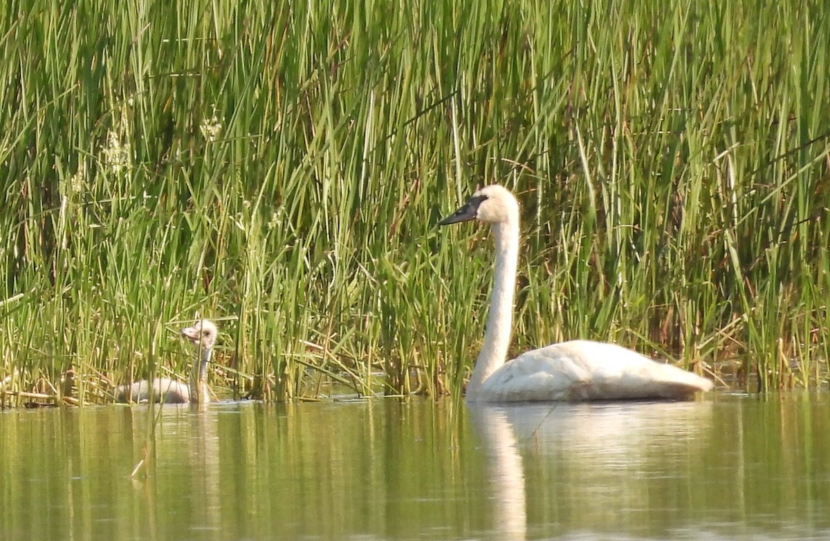 Trumpeter Swan - ML622186111