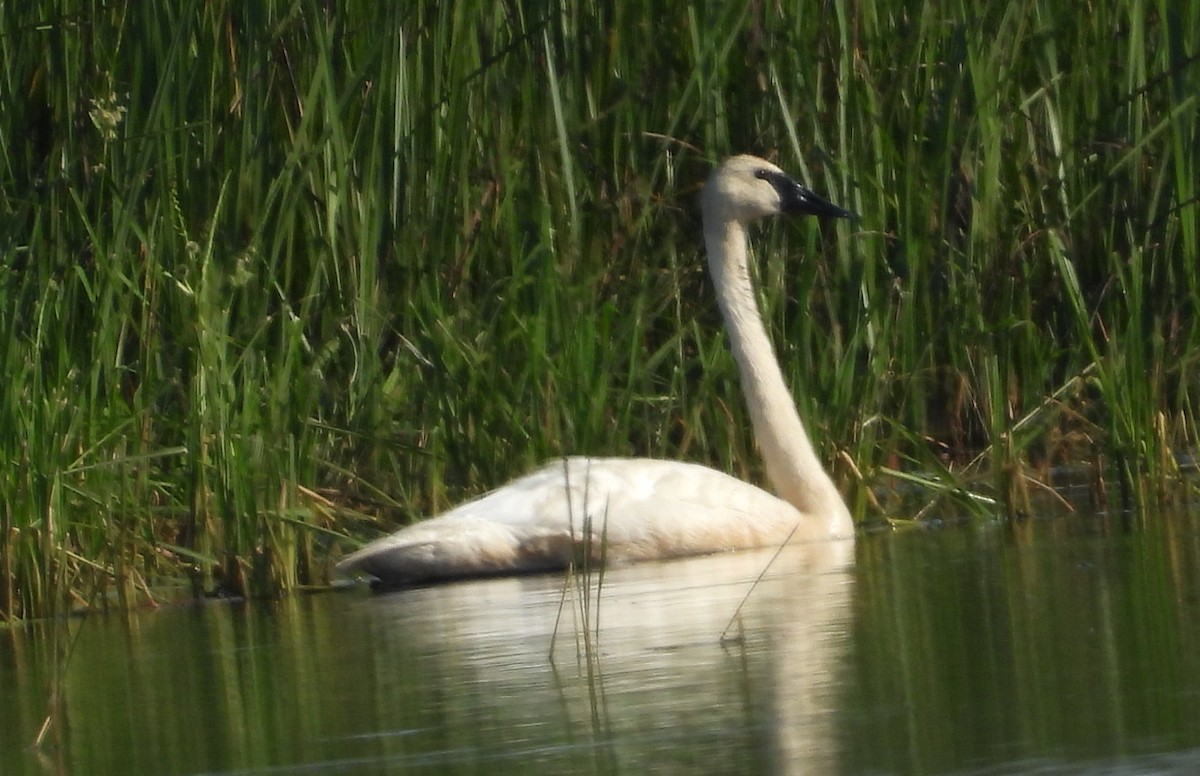 Trumpeter Swan - ML622186112