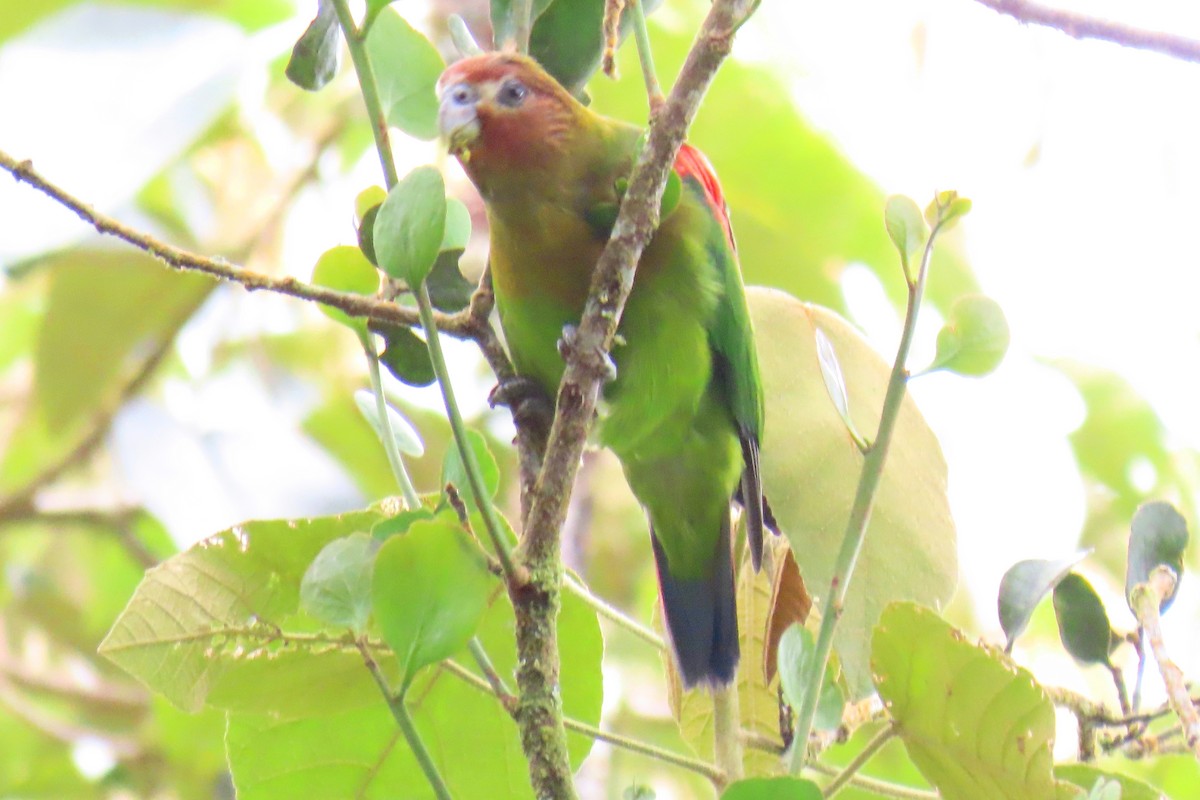 Rusty-faced Parrot - Thore Noernberg