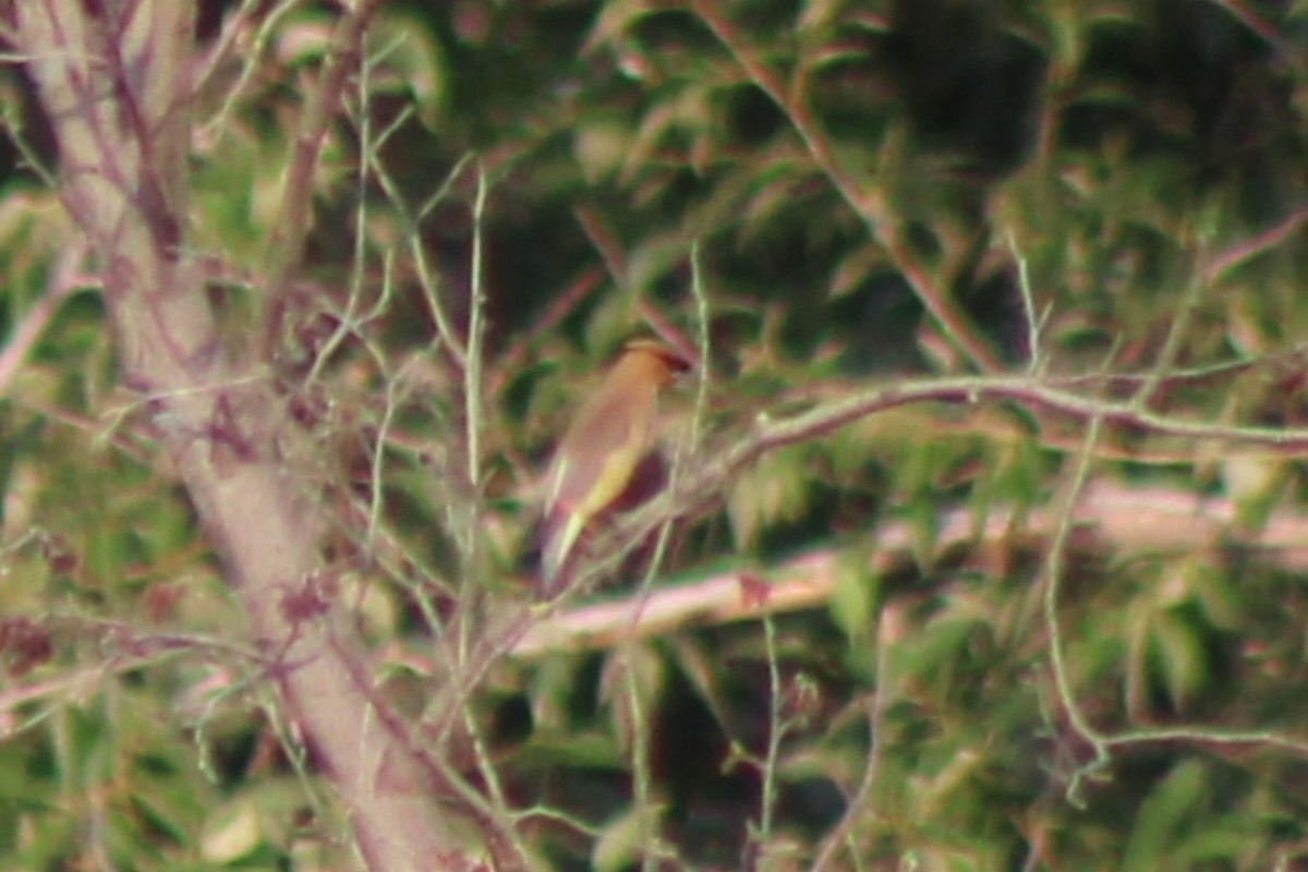 Cedar Waxwing - Meghan Mutch