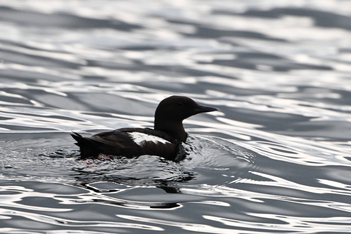 Black Guillemot - ML622186165